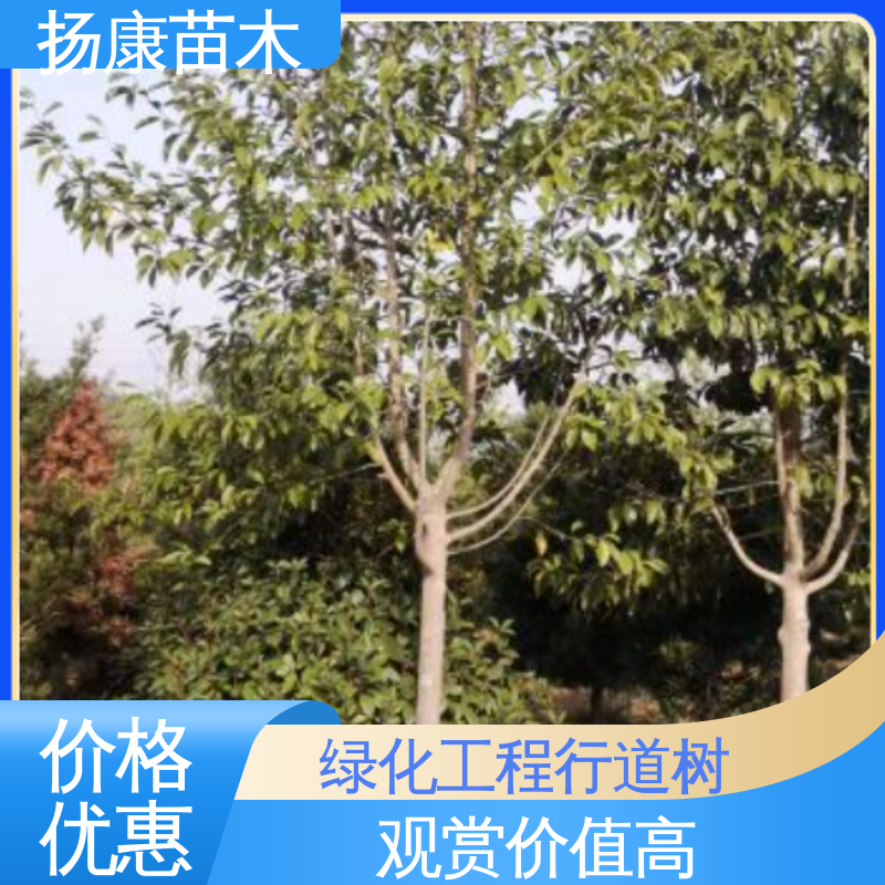扬康苗木 基地供应 乐 昌含笑苗 园林绿化专用树 观赏价值高