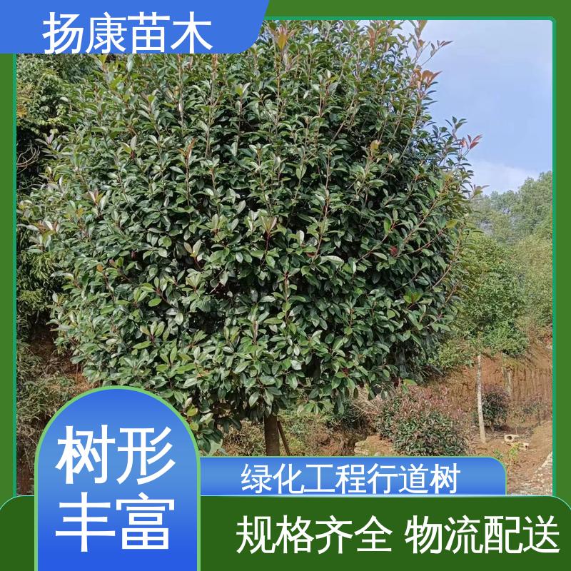 扬康苗木 基地供应 红叶石楠树 园林景区栽植 高端大气美观