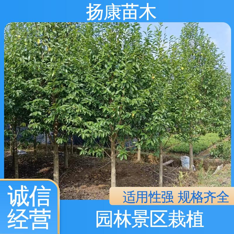扬康苗木 基地供应 湖 南 乐 昌含笑 道路绿化行道苗 环境适应性强