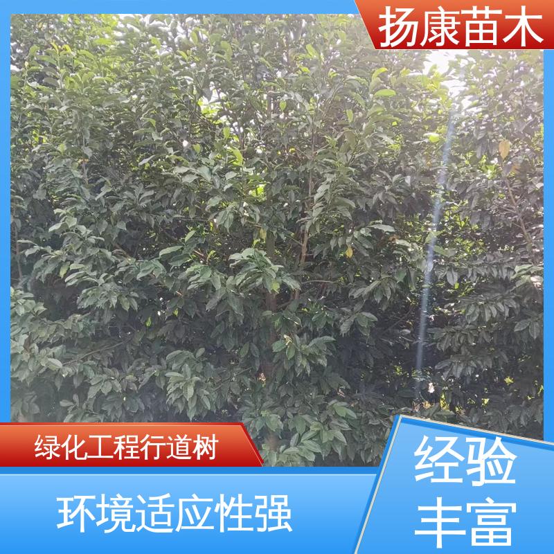 扬康苗木 基地供应 18公分乐 昌含笑 绿化工程行道树 枝叶紧密 美丽多姿