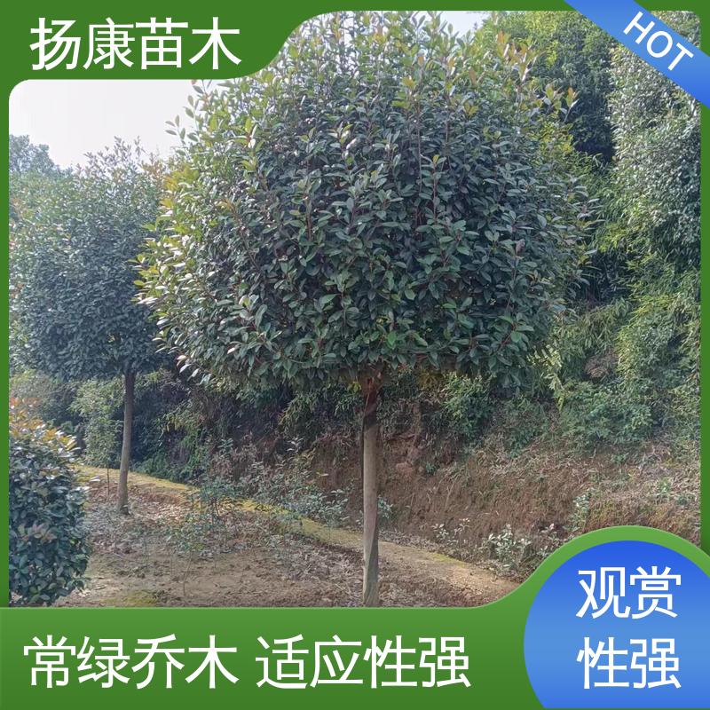 扬康苗木 基地供应 红叶石楠树 绿化工程专用苗 适用性强 规格齐全
