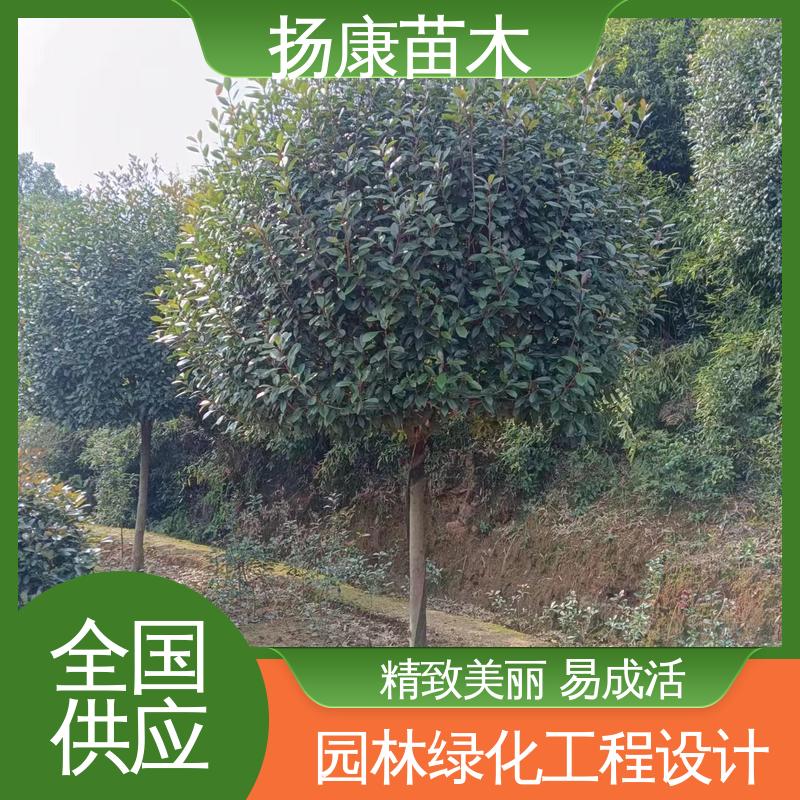 扬康苗木 基地供应 小楠 绿化工程行道树 观赏价值高