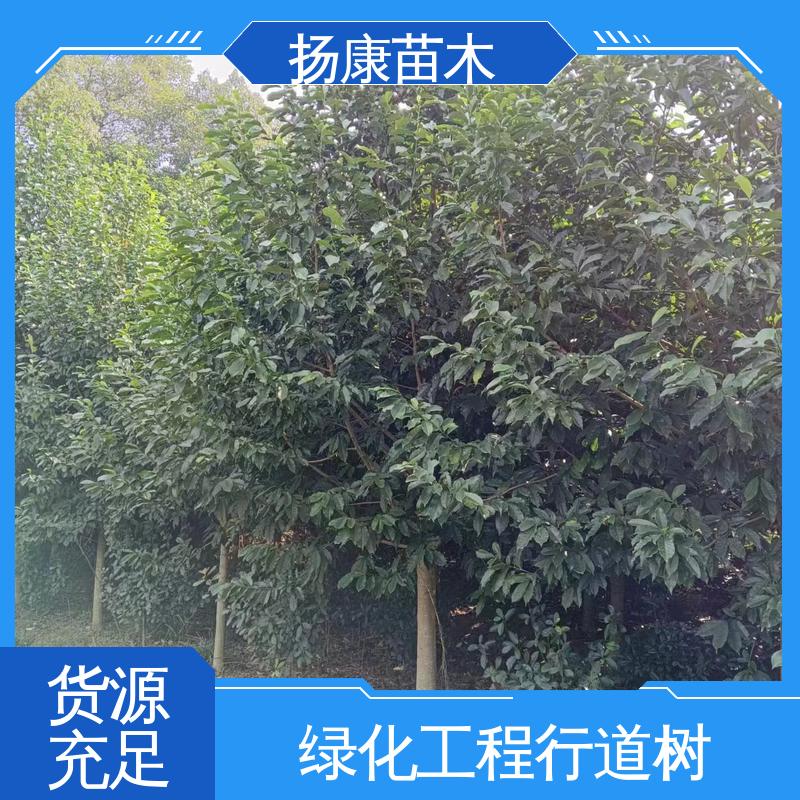 扬康苗木 基地供应 湖 南 乐 昌含笑 园林庭院造景植物 适用性强 规格齐全