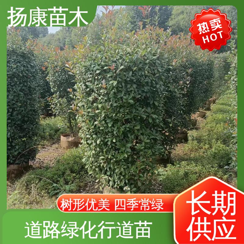 扬康苗木 基地供应 红叶石楠 道路绿化行道苗 树形丰富 成活率高