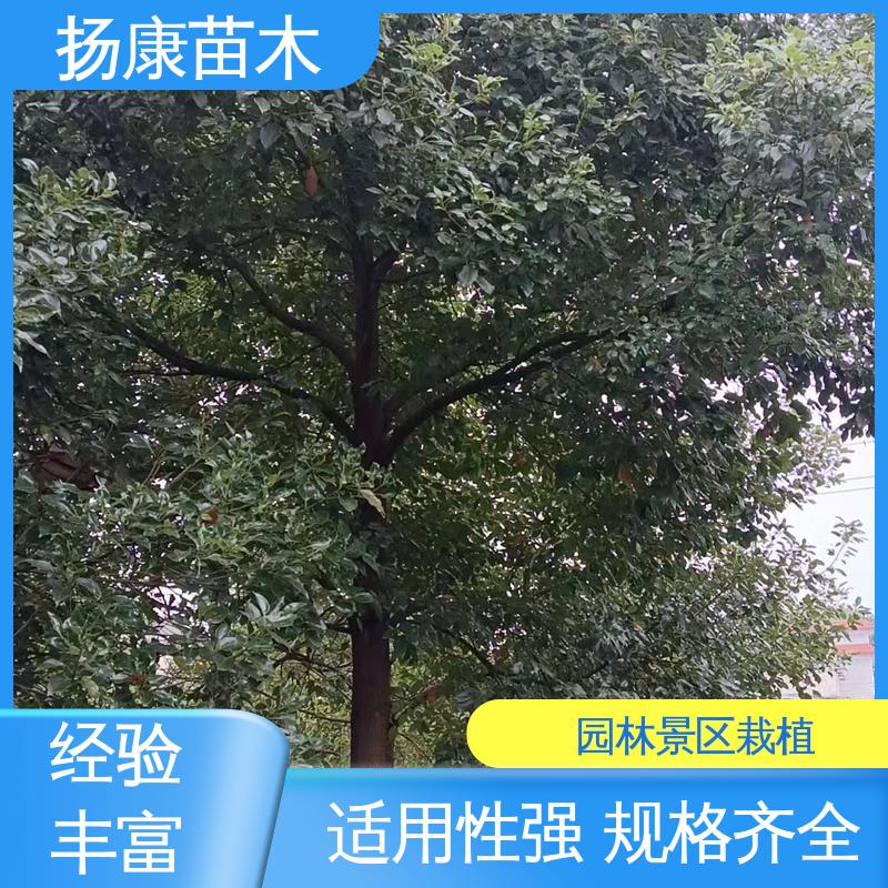 扬康苗木 乐 昌含笑苗 庭院小区绿化造景树 造型优美 易成活