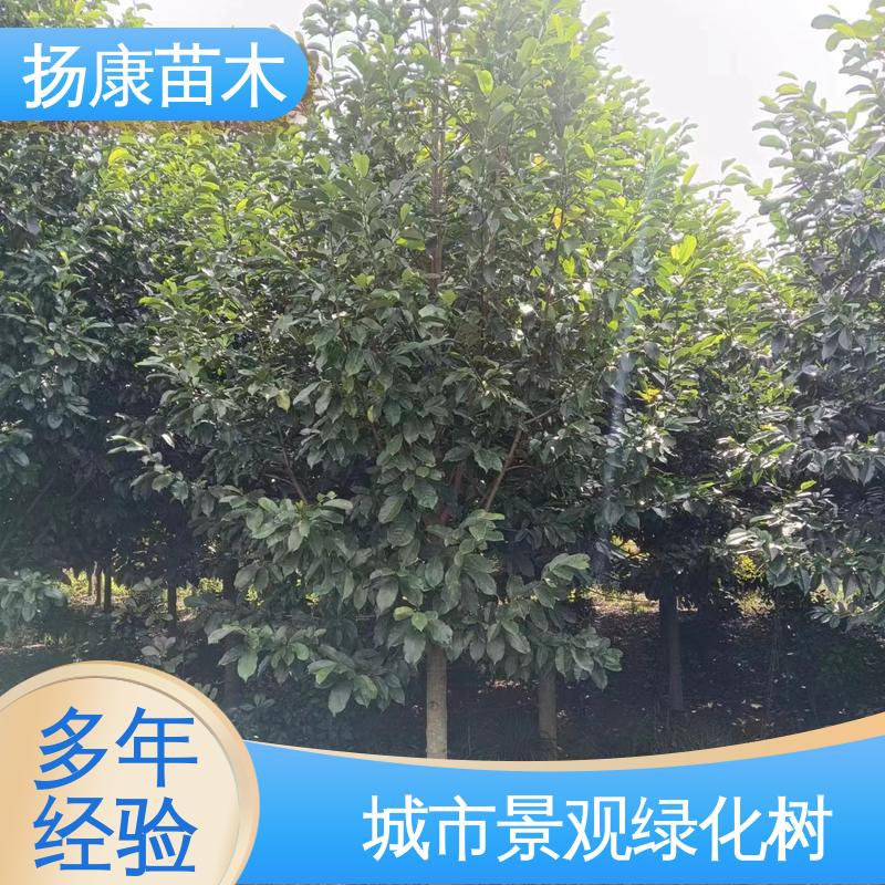 扬康苗木 基地供应 20公分乐 昌合笑 园林景区栽植 精致美丽 易成活