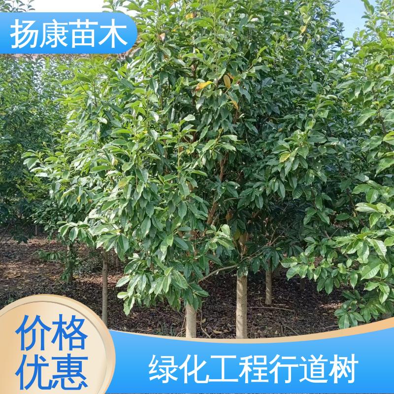 扬康苗木 基地供应 乐 昌含笑苗 绿化工程行道树 高成活率 规格齐全