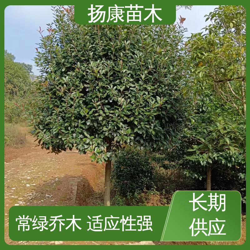 扬康苗木 红叶南栓 城市景观绿化树 精致美丽 易成活