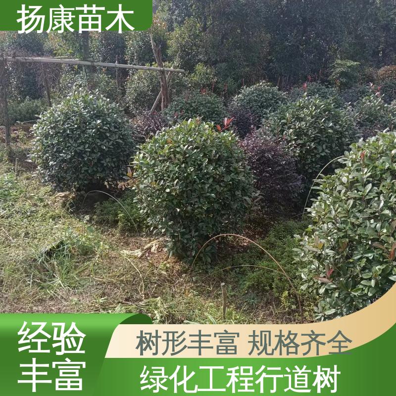 扬康苗木 基地供应 红叶石楠球 园林绿化专用树 高端大气美观