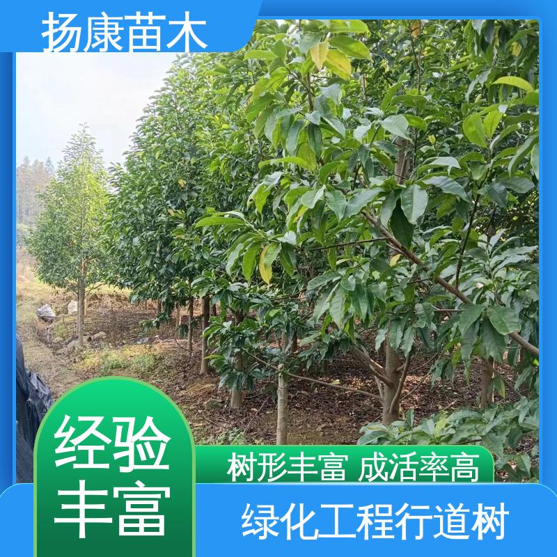 扬康苗木 四 川乐 昌含笑 庭院小区绿化造景树 高成活率 规格齐全