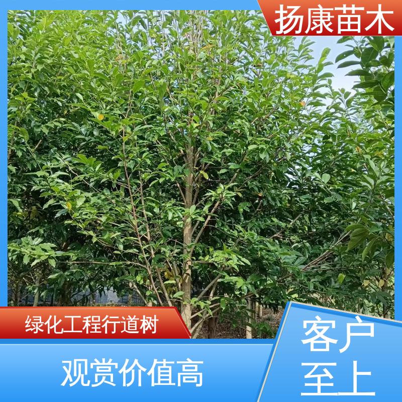 扬康苗木 浙 江乐 昌含笑 园林绿化专用树 观赏价值高