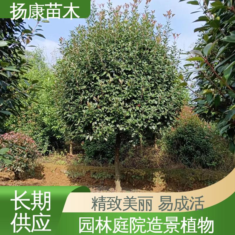 扬康苗木 基地供应 纸石楠球 绿化工程行道树 环境适应性强
