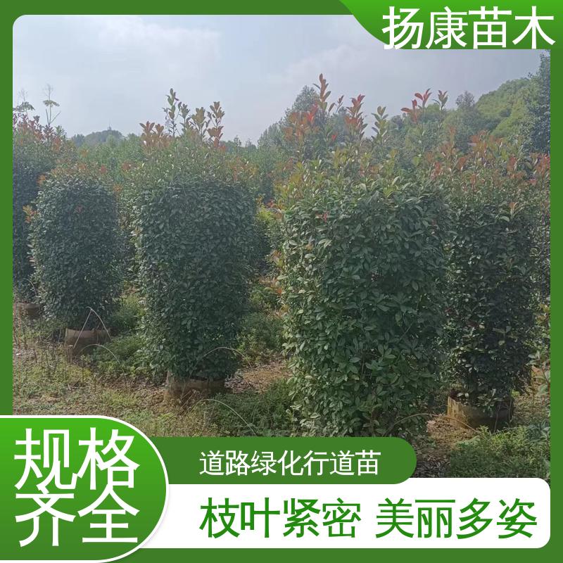扬康苗木 基地供应 小楠 绿化工程专用苗 枝叶紧密 美丽多姿
