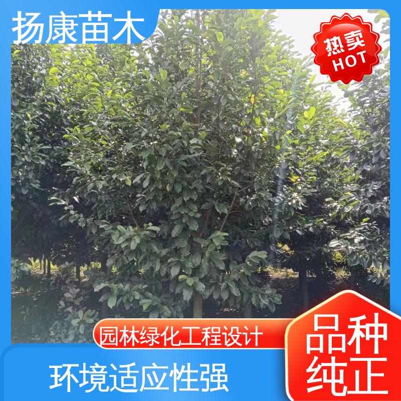 扬康苗木 基地供应 精品乐 昌含笑 园林景区栽植 树形丰富 成活率高