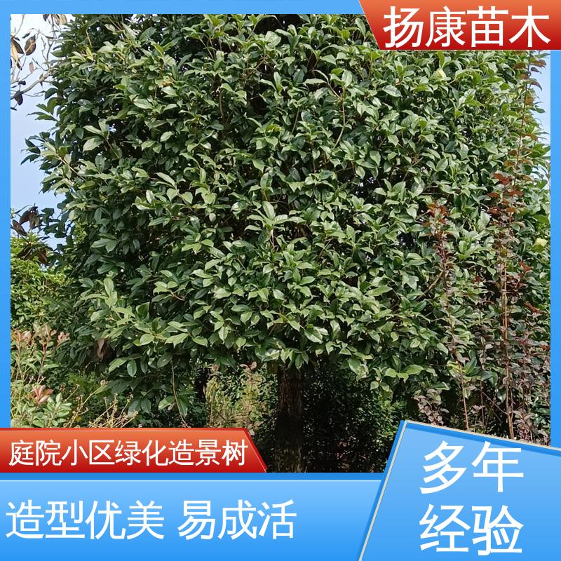 扬康苗木 四 川乐 昌含笑 绿化工程行道树 造型优美 易成活