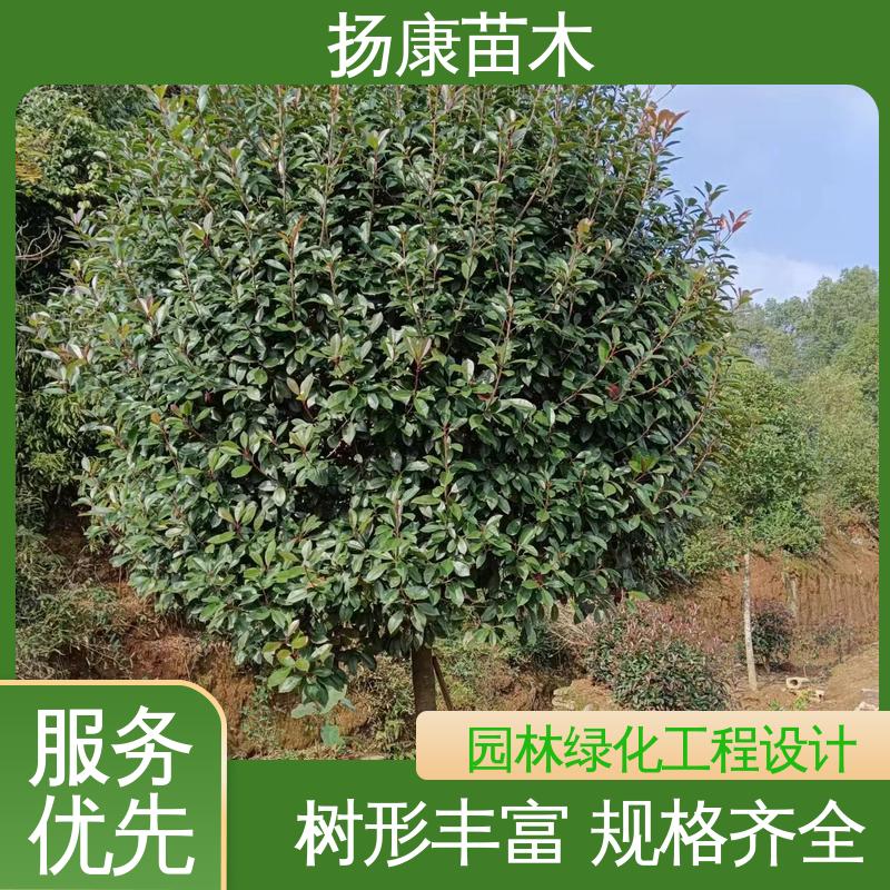 扬康苗木 基地供应 纸石楠球 绿化工程专用苗 造型优美 易成活