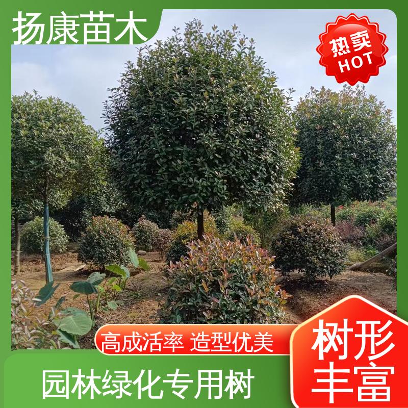 扬康苗木 基地供应 小楠 绿化工程改造苗 枝叶紧密 美丽多姿