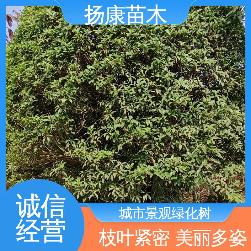 扬康苗木 基地供应 四 川乐 昌含笑 绿化工程专用苗 观赏价值高