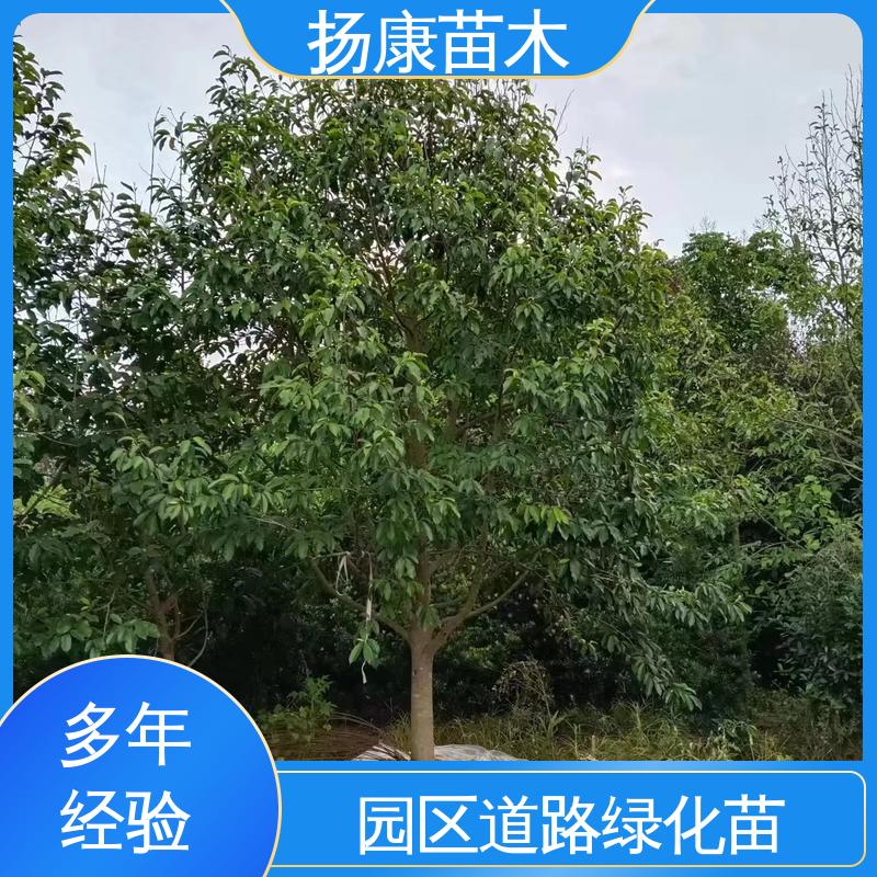 扬康苗木 基地供应 浙 江乐 昌含笑 园区道路绿化苗 环境适应性强