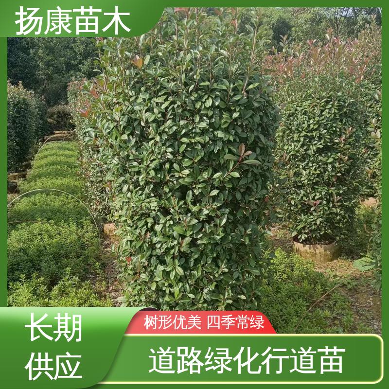 扬康苗木 基地供应 红叶石楠树 城市景观绿化树 环境适应性强