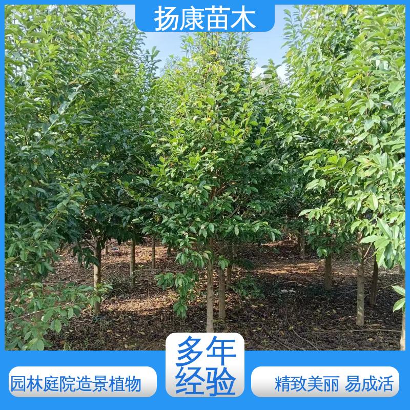 扬康苗木 基地供应 乐 昌含笑批发 绿化工程行道树 高端大气美观