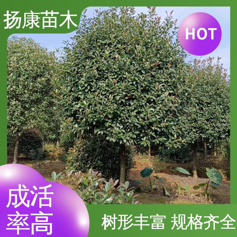 扬康苗木 红叶南栓 绿化工程专用苗 造型优美 易成活