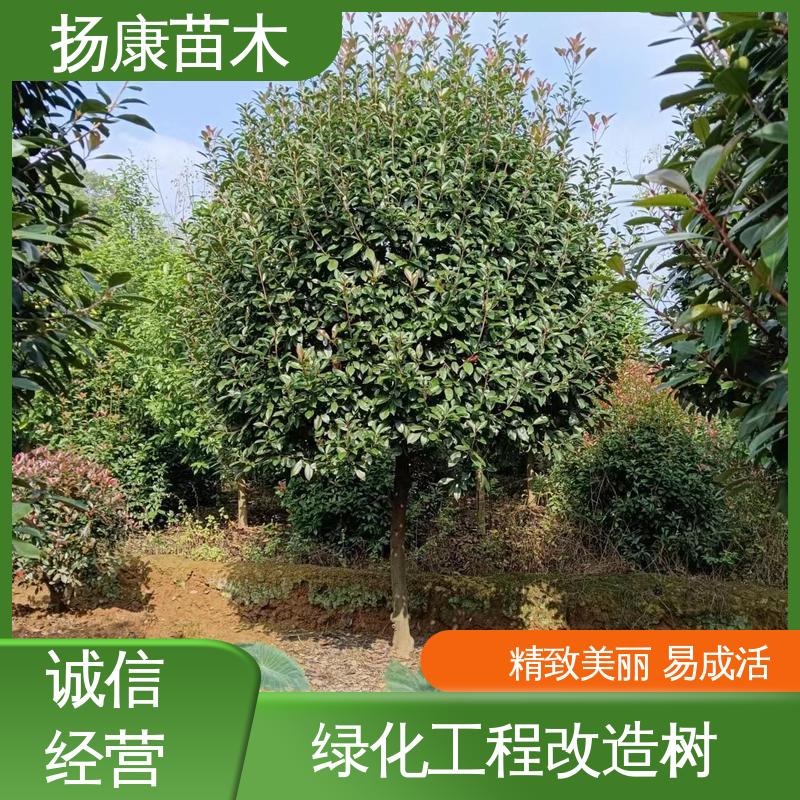 扬康苗木 基地供应 红叶石楠球 绿化工程专用苗 适用性强 规格齐全