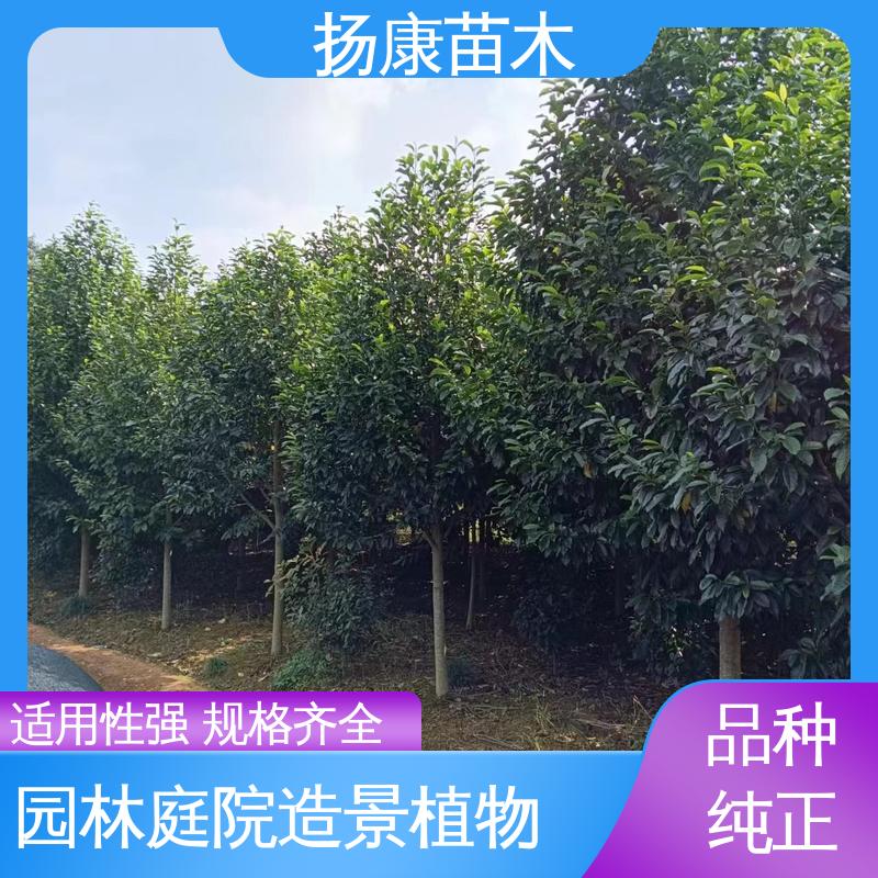 扬康苗木 基地供应 18公分乐 昌含笑 绿化工程专用苗 环境适应性强
