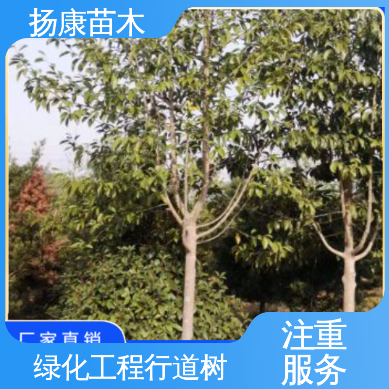 扬康苗木 乐 昌含笑批发 城市景观绿化树 适用性强 规格齐全