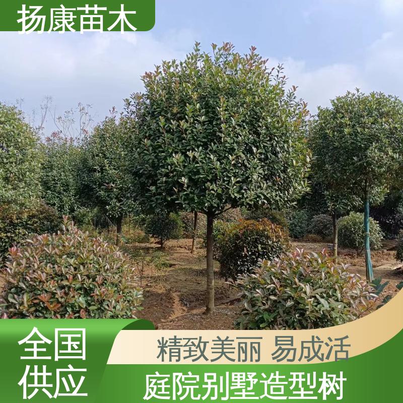 扬康苗木 红叶石楠球 园林绿化工程设计 环境适应性强