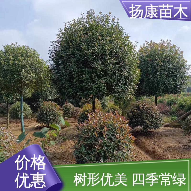 扬康苗木 基地供应 红叶石楠球 庭院小区绿化造景树 树形丰富 成活率高