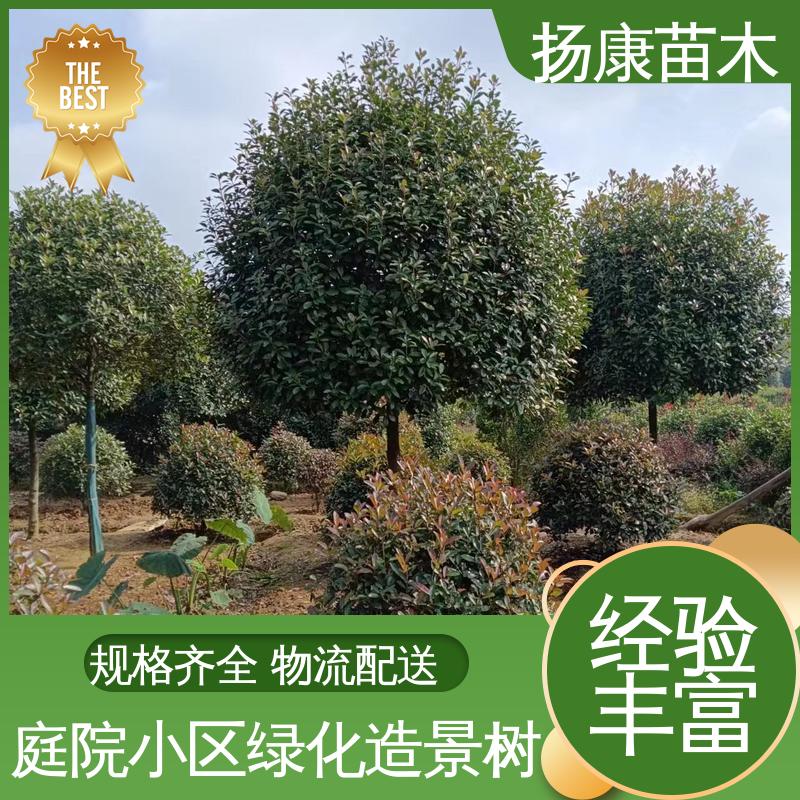 扬康苗木 纸石楠球 园林景区栽植 精致美丽 易成活