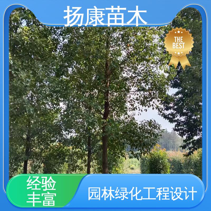 扬康苗木 20公分乐 昌合笑 绿化工程专用苗 高成活率 规格齐全