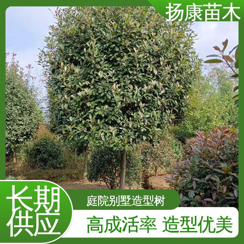 扬康苗木 基地供应 红叶南栓 园区道路绿化苗 精致美丽 易成活