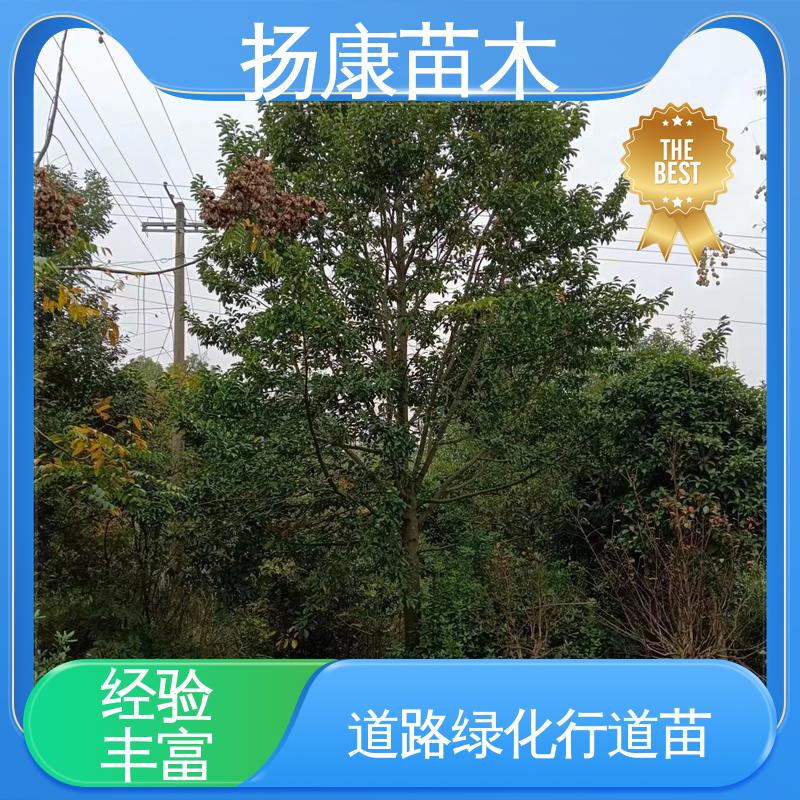 扬康苗木 18公分乐 昌含笑 园区道路绿化苗 树形丰富 成活率高