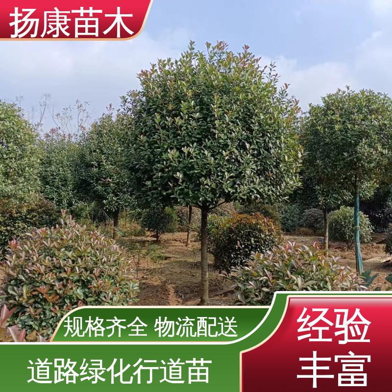 扬康苗木 红叶石楠 城市景观绿化树 树形丰富 成活率高