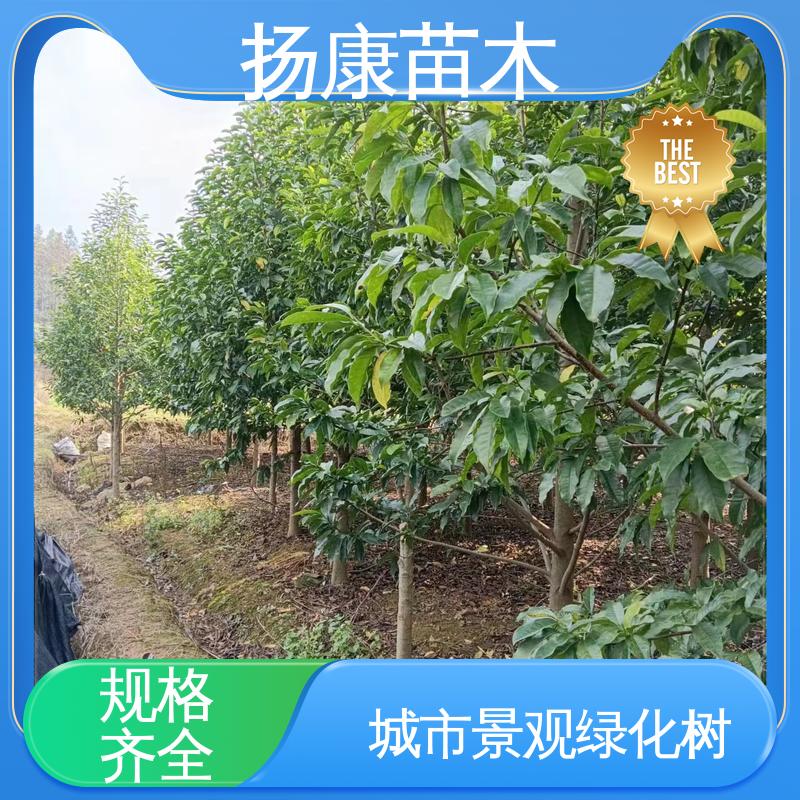 扬康苗木 精品乐 昌含笑 道路绿化行道苗 高成活率 规格齐全