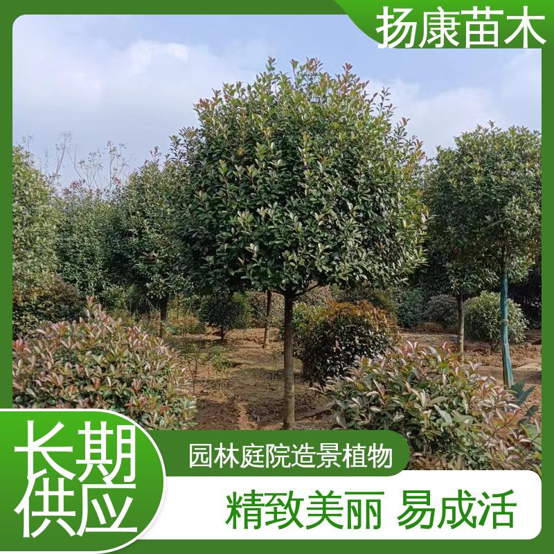 扬康苗木 纸石楠球 园区道路绿化苗 精致美丽 易成活