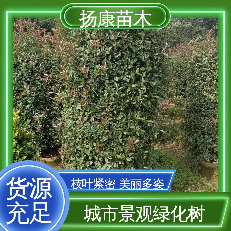 扬康苗木 小楠 庭院小区绿化造景树 高端大气美观