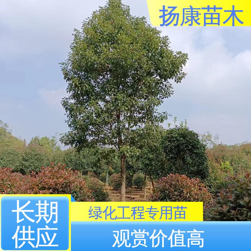 扬康苗木 12公分乐 昌含笑 城市景观绿化树 适用性强 规格齐全