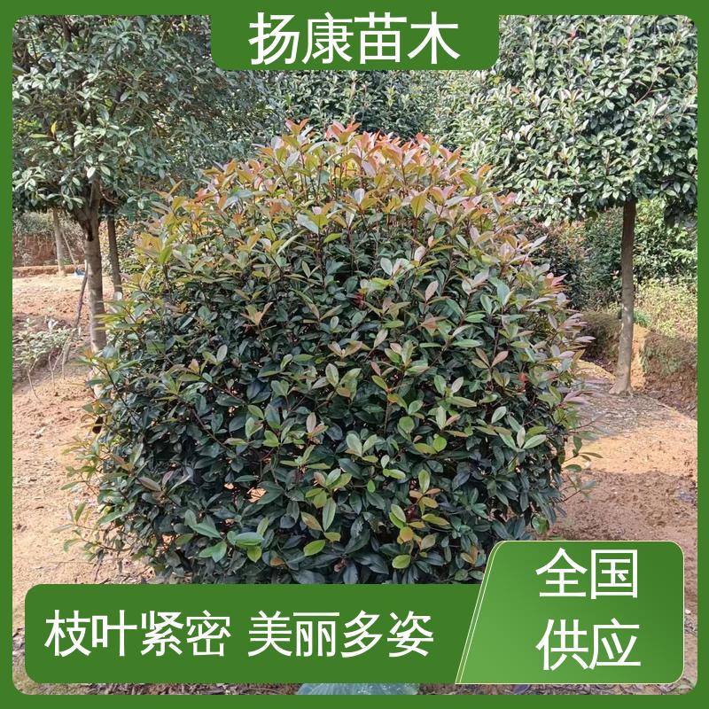 扬康苗木 基地供应 小楠 绿化工程改造苗 高端大气美观