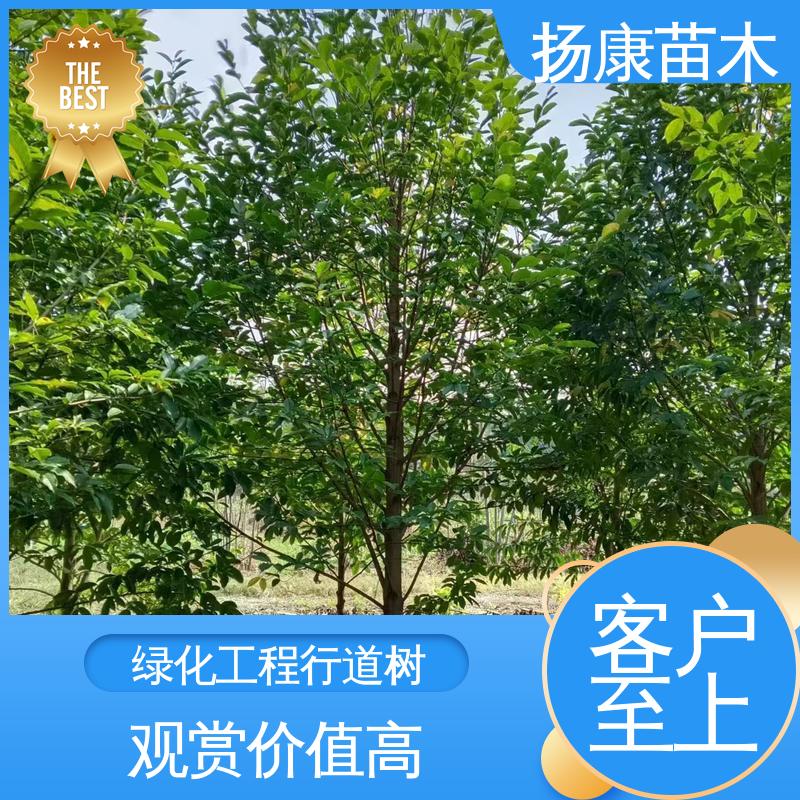 扬康苗木 12公分乐 昌含笑 园林绿化专用树 适用性强 规格齐全