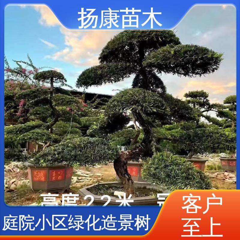 扬康苗木 基地供应 12公分罗汉松 道路绿化色块苗 观赏价值高