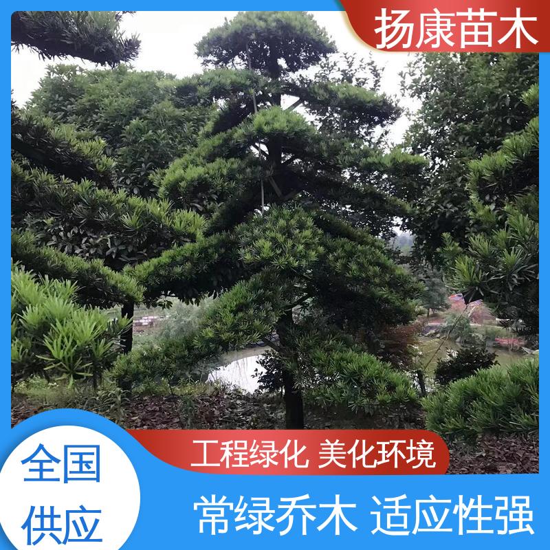 扬康苗木 基地供应 四 川罗汉松 庭院小区绿化造景树 枝叶紧密 美丽多姿