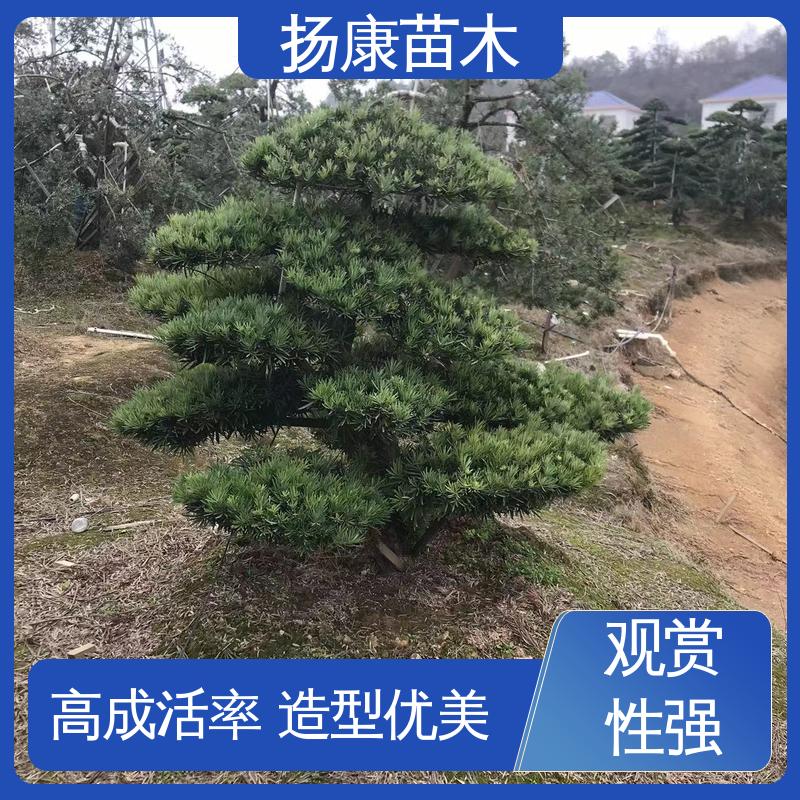 扬康苗木 基地供应 15公分罗汉松 城市景观绿化树 造型优美 易成活