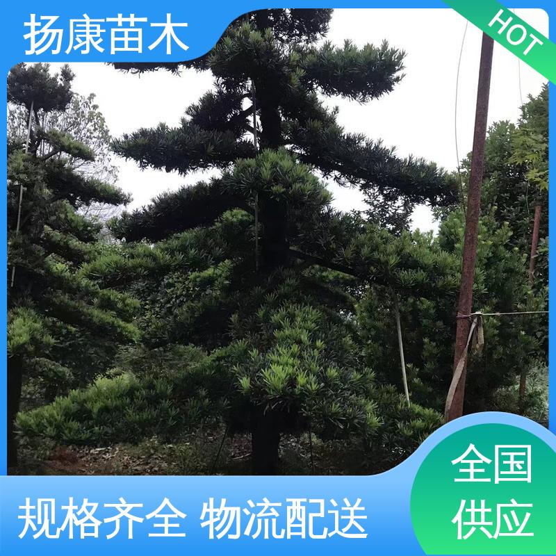 扬康苗木 基地供应 18公分罗汉公 庭院别墅标配 高成活率 规格齐全