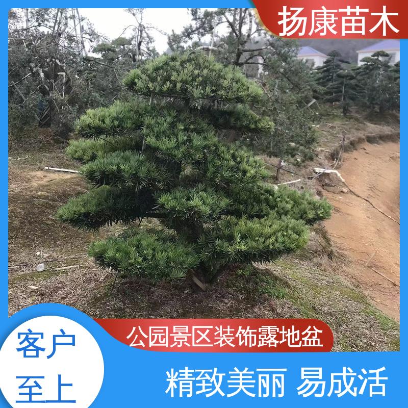 扬康苗木 基地供应 30公分罗汉松 园林绿化工程设计 观赏价值高