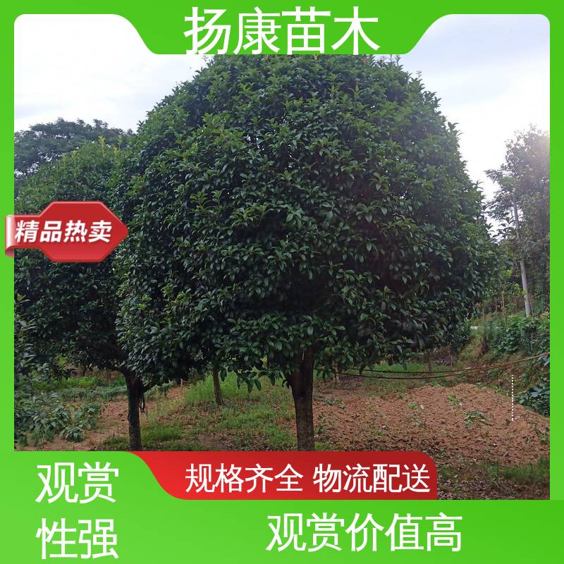 扬康苗木 25公分桂花 道路绿化色块苗 环境适应性强