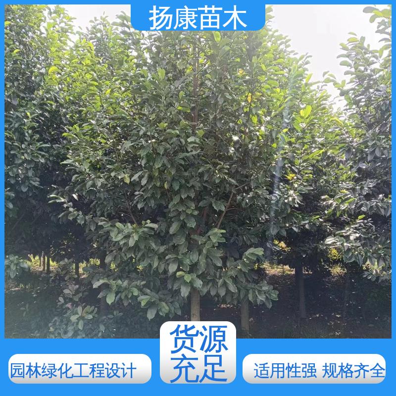 扬康苗木 浙 江乐 昌含笑 园林绿化工程设计 树形丰富 成活率高