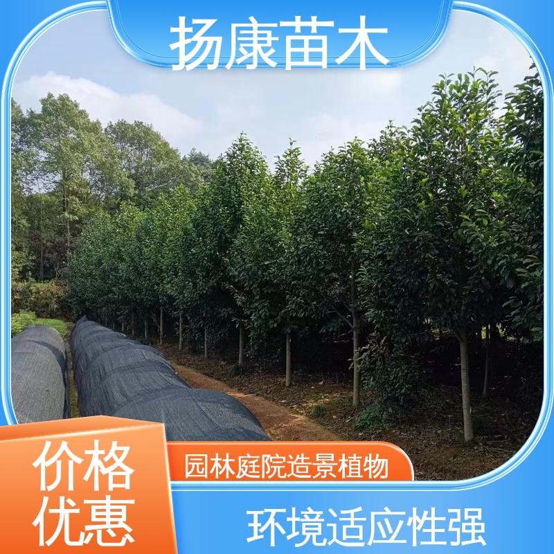扬康苗木 浙 江乐 昌含笑 绿化工程专用苗 造型优美 易成活